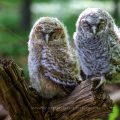 Waldkauz (Strix aluco) Jungvögel, Ästlinge