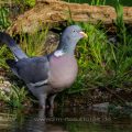 Ringeltaube (Columba palumbus)