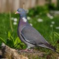 Ringeltaube (Columba palumbus)
