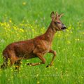 Rehbock (Capreolus capreolus)