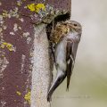 Halsbandschnäpper (Ficedula albicollis) Weibchen