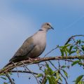Türkentaube (Streptopelia decaocto)na oratrix)