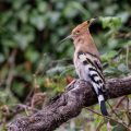 Wiedehopf (Upupa epops)
