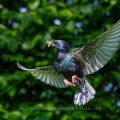 Star (Sturnus vulgaris) fliegt seine Höhle an