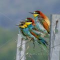 Bienenfresser (Merops apiaster)