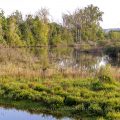 Landschaft im Naturrschutzgebiet Petite Camargue, Frankreich