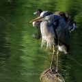 Graureiher (Ardea cinerea)