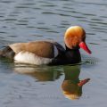 Kolbenente (Netta rufina) Männchen