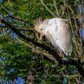 Kuhreiher (Bubulcus ibis)