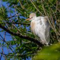 Kuhreiher (Bubulcus ibis)