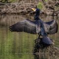 Kormoran (Phalacrocorax carbo)