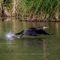 Kormoran (Phalacrocorax carbo)