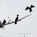 Kormorane (Phalacrocorax carbo)