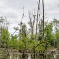 Landschaft im Naturrschutzgebiet Petite Camargue, Frankreich