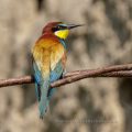 Bienenfresser (Merops apiaster)