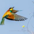 Bienenfresser (Merops apiaster)