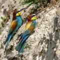 Bienenfresser (Merops apiaster)