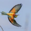 Bienenfresser (Merops apiaster)