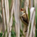 Teichrohrsänger (Acrocephalus scirpaceus)