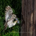 Steinkauz (Athene noctua)