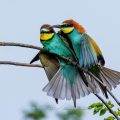 Bienenfresser (Merops apiaster)