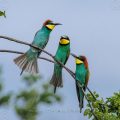 Bienenfresser (Merops apiaster)