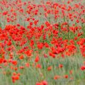 Klatschmohn (Papaver rhoeas)