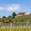 Weinberge bei Ihringen, Kaiserstuhl, Baden-Württemberg, Deutschland