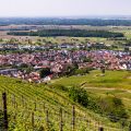 Weinberge bei Ihringen, Kaiserstuhl, Baden-Württemberg,