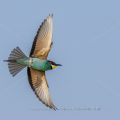 Bienenfresser (Merops apiaster)