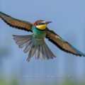Bienenfresser (Merops apiaster)