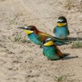 Bienenfresser (Merops apiaster)