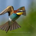 Bienenfresser (Merops apiaster)