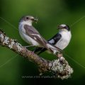 Halsbandschnäpper (Ficedula albicollis) Männchen und Weibchen