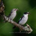 Halsbandschnäpper (Ficedula albicollis) Männchen und Weibchen