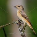 Gartenrotschwanz (Phoenicurus phoenicurus) Weibchen