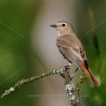 Gartenrotschwanz (Phoenicurus phoenicurus) Weibchen