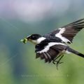 Halsbandschnäpper (Ficedula albicollis) Männchen