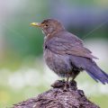 Amsel (Turdus merula) Weibchen