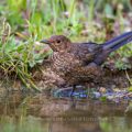 Amsel (Turdus merula) Jungvogel