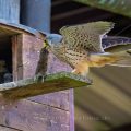 Turmfalke (Falco tinnunculus) Männchen am Nistkasten mit Beute