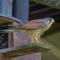 Turmfalke (Falco tinnunculus) Männchen am Nistkasten