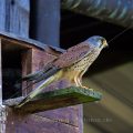 Turmfalke (Falco tinnunculus) Männchen am Nistkasten