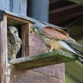 Turmfalke (Falco tinnunculus) Männchen am Nistkasten mit Beute