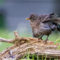 Amsel (Turdus merula) Weibchen