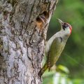 Grünspecht (Picus viridis) Weibchen
