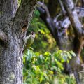 Grünspecht (Picus viridis) Weibchen
