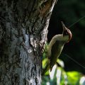 Grünspecht (Picus viridis) Weibchen