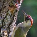 Grünspecht (Picus viridis) Weibchen