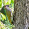 Grünspecht (Picus viridis) Weibchen